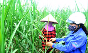 Các giải pháp phát triển ngành mía đường trong tình hình mới 