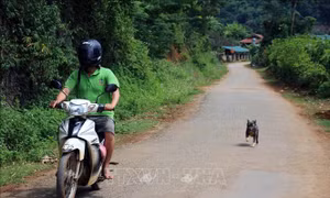 Cháu bé 10 tuổi tử vong do bệnh dại 