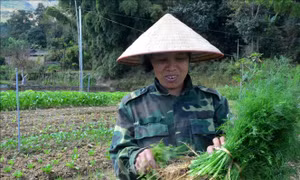 Trồng rau an toàn ở vùng cao Tủa Chùa