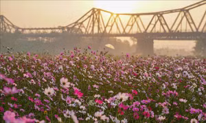 Muôn sắc hoa chào đón Xuân sang