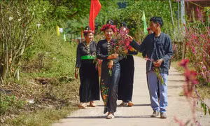 Đồng bào dân tộc Cống vui Tết hoa mào gà