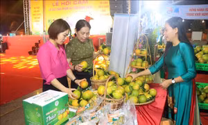 Quảng bá thương hiệu cam và các sản phẩm Hà Tĩnh 