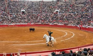 Tòa án Mexico phán quyết đình chỉ tổ chức đấu bò tót tại đấu trường lớn nhất thế giới