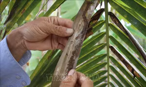 Sâu đầu đen hại dừa lây lan nhanh ở Trà Vinh