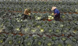 Hà Nội sẵn sàng nguồn cung rau xanh cho thị trường Tết