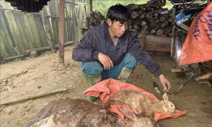 Khuyến cáo người dân tăng cường chăm sóc đàn gia súc khi giá rét