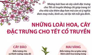 Những loài hoa, cây đặc trưng cho Tết cổ truyền