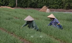 Vùng rau màu tỉnh Cà Mau vào mùa sản xuất phục vụ Tết