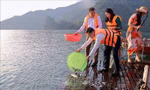 Thả 1,5 tấn cá giống tái tạo nguồn lợi thủy sản vùng lòng hồ Hòa Bình