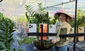 Trồng lan cảnh nghệ thuật cho lợi nhuận 2 tỷ đồng/năm