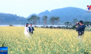 Cánh đồng hoa cải ven sông thu hút du khách 