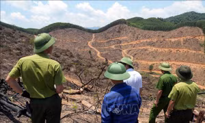 Vụ sai lệch hồ sơ, rừng tự nhiên 'chảy máu' tại Quảng Trị: Nút thắt vẫn chưa được xử lý