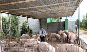 Người chăn nuôi cẩn trọng tái đàn phục vụ Tết