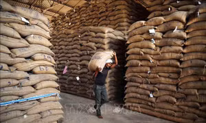 Dự trữ gạo của Ấn Độ tăng kỷ lục do đẩy mạnh thu mua lúa