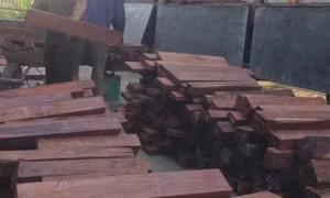 Bắt giữ, điều tra vụ vận chuyển trái phép gỗ nghiến ở Hà Giang