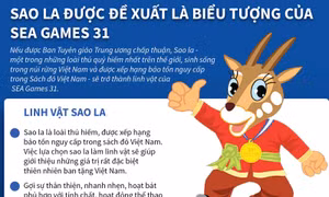 Sao la được đề xuất là biểu tượng của SEA Games 31