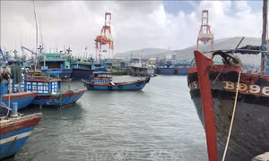Giá nhiên liệu ổn định tạo động lực cho ngư dân bám biển