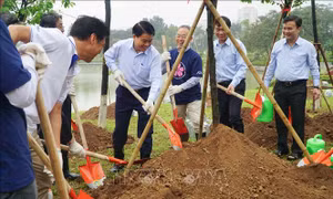 Trồng thêm nhiều cây hoa anh đào tại Công viên Hòa Bình