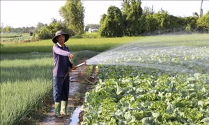 Nông dân tất bật xuống giống rau màu đón Tết 