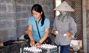'Bà đỡ' giúp nông dân phát triển kinh tế, làm giàu