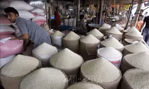 Những 'cơn gió ngược' trên thị trường gạo thế giới