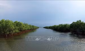 Rừng ngập mặn - carbon xanh