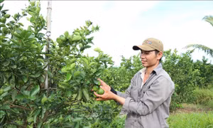 Số hóa thủ tục cấp mã số vùng trồng, cơ sở đóng gói