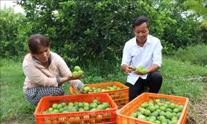 Chuẩn hóa vùng trồng, mở rộng cơ hội xuất khẩu nông sản