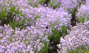Mùa hoa oải hương (lavender) ở nước Anh