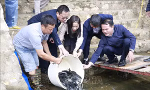 Thả hơn 8 tấn cá giống bổ sung nguồn thủy sản hồ Thác Bà