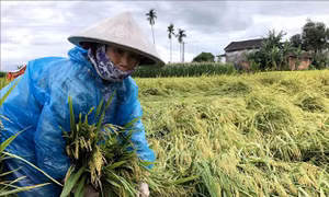 Quảng Ngãi thiệt hại gần 74 tỷ đồng do mưa lũ bất thường