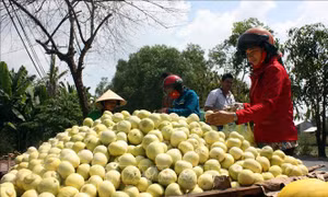 Áp tính thuế mới một số mặt hàng giống rau