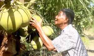 Giữ gìn giống dừa sáp đặc sản Cầu Kè