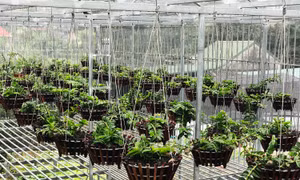 50 giò lan quý trị giá hơn 2 tỷ đồng bị kẻ trộm 'khoắng' sạch lúc sáng sớm
