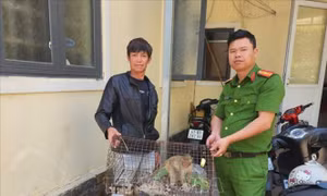 Tiếp nhận một cá thể khỉ vàng quý hiếm do người dân giao nộp