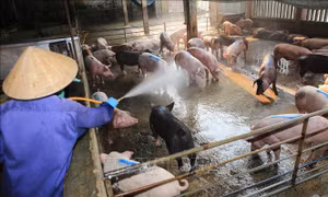 Dịch tả lợn châu Phi có chiều hướng gia tăng tại nhiều tỉnh