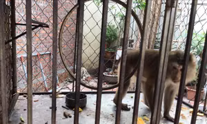 Vườn quốc gia Cúc Phương tiếp nhận động vật có tên trong Sách đỏ Việt Nam