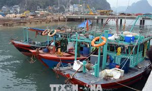 Không cho phép khai thác thủy sản trong vùng di sản vịnh Hạ Long