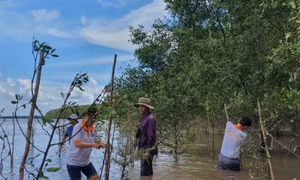 Việt - Hàn chung sức phục hồi rừng ngập mặn 