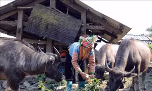 Hiệu quả vốn vay ưu đãi giúp phụ nữ dân tộc thiểu số phát triển kinh tế