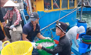 Siết quản lý khai thác hải sản, mở sinh kế cho ngư dân