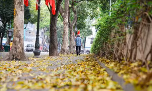 Có một Hà Nội đẹp dịu dàng mùa lá rụng