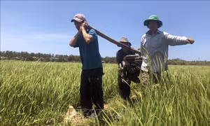 Bình Định đối mặt với hạn hán kéo dài và nghiêm trọng nhất trong 15 năm qua