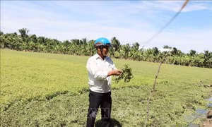 Liên quan hoa màu tại Đồng Tháp bị vàng lá: Ước thiệt hại khoảng 20 tỷ đồng