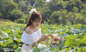 Sắc sen mùa Hạ mở hướng phát triển du lịch ở Việt Hồng