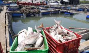 Cá biển nuôi lồng bè ở Bà Rịa-Vũng Tàu lại chết hàng loạt