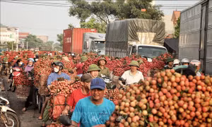 Rộn ràng mùa vải thiều Lục Ngạn, Bắc Giang