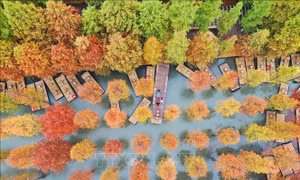 Quyến rũ 'bức tranh' thu 