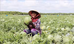 Chuyển đổi cơ cấu thành công với mô hình trồng dưa hấu ven biển