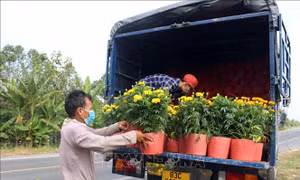 Sóc Trăng nhộn nhịp mùa hoa Tết